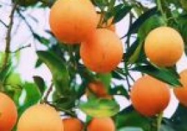 VC果园：橙子的功效与作用