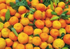 摩洛哥柑橘产量再创新高