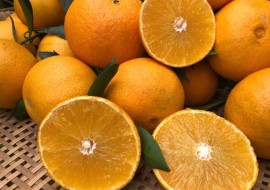 柑橘大丰收，村里人举行采摘季吸引城里人
