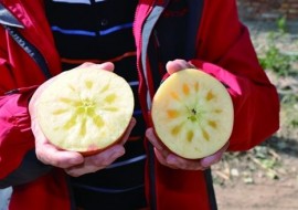 VC果园：苹果种植专家曾小贤带领村民致富