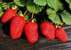 “中国草莓之乡”地产草莓在严寒中新鲜上市啦！