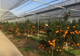 每个月都有果子上市的大鹏柑橘带来大收入