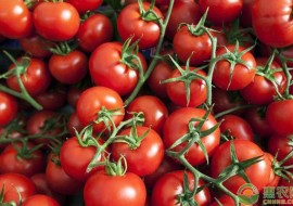 VC果园：现在西红柿多少钱一斤？2019最新西红柿产区收购价格行情