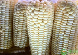 VC果园：过年前玉米价格还会涨吗？2019年全国玉米价格最新行情预测
