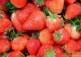 VC果园：目前草莓多少钱一斤？2019年全国最新草莓价格行情分析