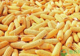 VC果园：玉米价格多少钱一斤？2019年1月份全国玉米价格行情