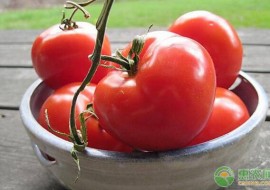 VC果园：番茄有哪些功效作用？2019各地番茄价格行情走势预测