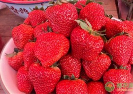 VC果园：草莓大量上市，该如何选购？怎样清洗才干净？