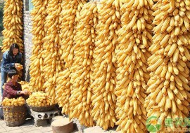VC果园：近期玉米价格如何？2019年最新玉米价格行情分析