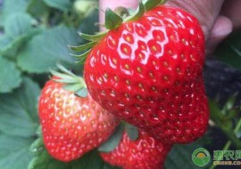 VC果园：冬季上市的草莓品种有哪些？2019草莓价格行情预测
