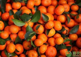 VC果园：春节前砂糖橘价格会涨吗？2019最新砂糖橘产区收购行情汇总