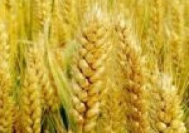 VC果园：玉米锈病对下茬小麦有影响吗？