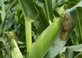 VC果园：种玉米怎么种才能高产？