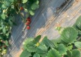 VC果园：产量高的草莓品种有哪些？