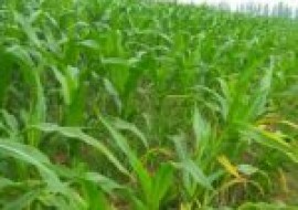 VC果园：2022国产玉米新品种有哪些？