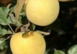 VC果园：黄色苹果品种有哪些？