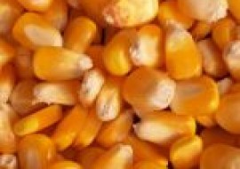 VC果园：高产玉米种子什么品种好？