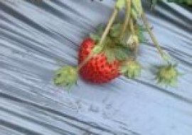 VC果园：草莓常见病害有哪些？