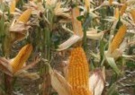 VC果园：什么玉米种子产量高抗倒伏？