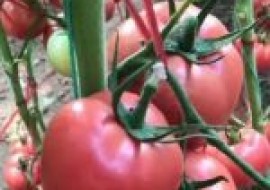 VC果园：西红柿亩产量多少斤？