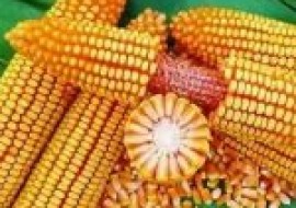 VC果园：玉米种子特点是什么？怎么挑选玉米种子？