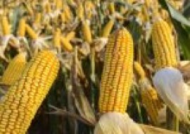 VC果园：极早熟玉米品种有哪些？