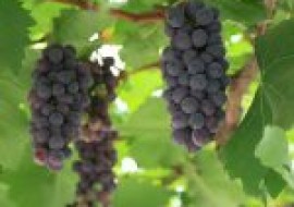 VC果园：哪种葡萄适合制作葡萄干？