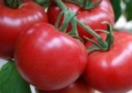 VC果园：种植番茄挂果之后就开始萎蔫，是哪些原因造成的？