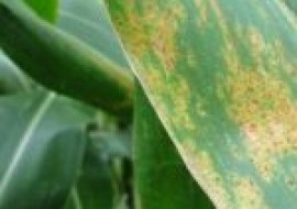VC果园：玉米黄粉病是什么病？用什么药防治？