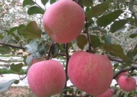 山东沂源：苹果减产不减收