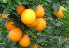 美国加州：脐橙产量上涨