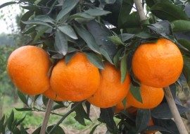 浙江嵊州最贵柑橘“红美人”上市啦！