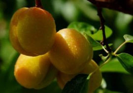新疆培育出“超晚熟”冬杏品种
