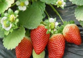 新鲜的历城草莓上市，带动休闲观光产业产值10亿元