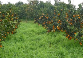 VC果园：农业项目支持助柑橘产户过上幸福日子