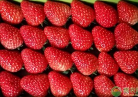 VC果园：2019年草莓多少钱一斤？最新草莓产区价格行情汇总