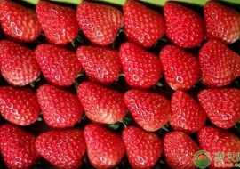 VC果园：草莓多少钱一斤？2019年1月18日产区草莓价格行情