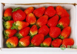 VC果园：现在草莓价格如何？2019年1月19日最新草莓价格行情