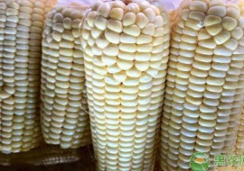 VC果园：今日玉米价格多少钱一斤？2019年最新玉米产区价格行情