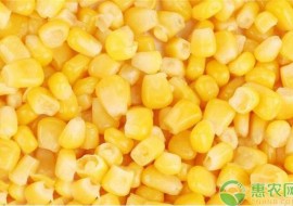 VC果园：玉米价格什么时候能上涨？2019全国玉米价格汇总及市场行情