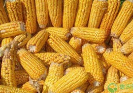 VC果园：今日玉米多少钱一吨？2019最新全国玉米价格行情