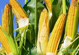 VC果园：今日玉米多少钱一斤？2019年玉米价格行情走势预测