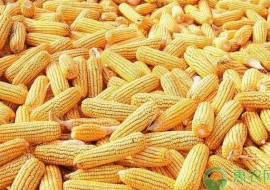 VC果园：2019年1月31日全国玉米价格行情预测及分析