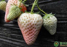 草莓多少钱一斤？2019年最新大棚草莓价格行情汇总