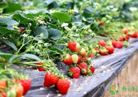 草莓多少钱一斤？市场行情如何？2019草莓价格行情