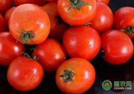 VC果园：今日西红柿价格行情如何？2019各地区西红柿价格行情
