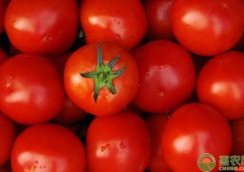 VC果园：西红柿多少钱一斤？今日西红柿产区收购价格行情