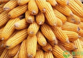 VC果园：2019年2月15日全国最新玉米价格行情预测