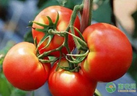 VC果园：今日西红柿行情走势如何？2019年全国西红柿价格行情