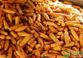 VC果园：元宵节前后玉米价格走势如何？今日全国玉米价格行情预测及分析